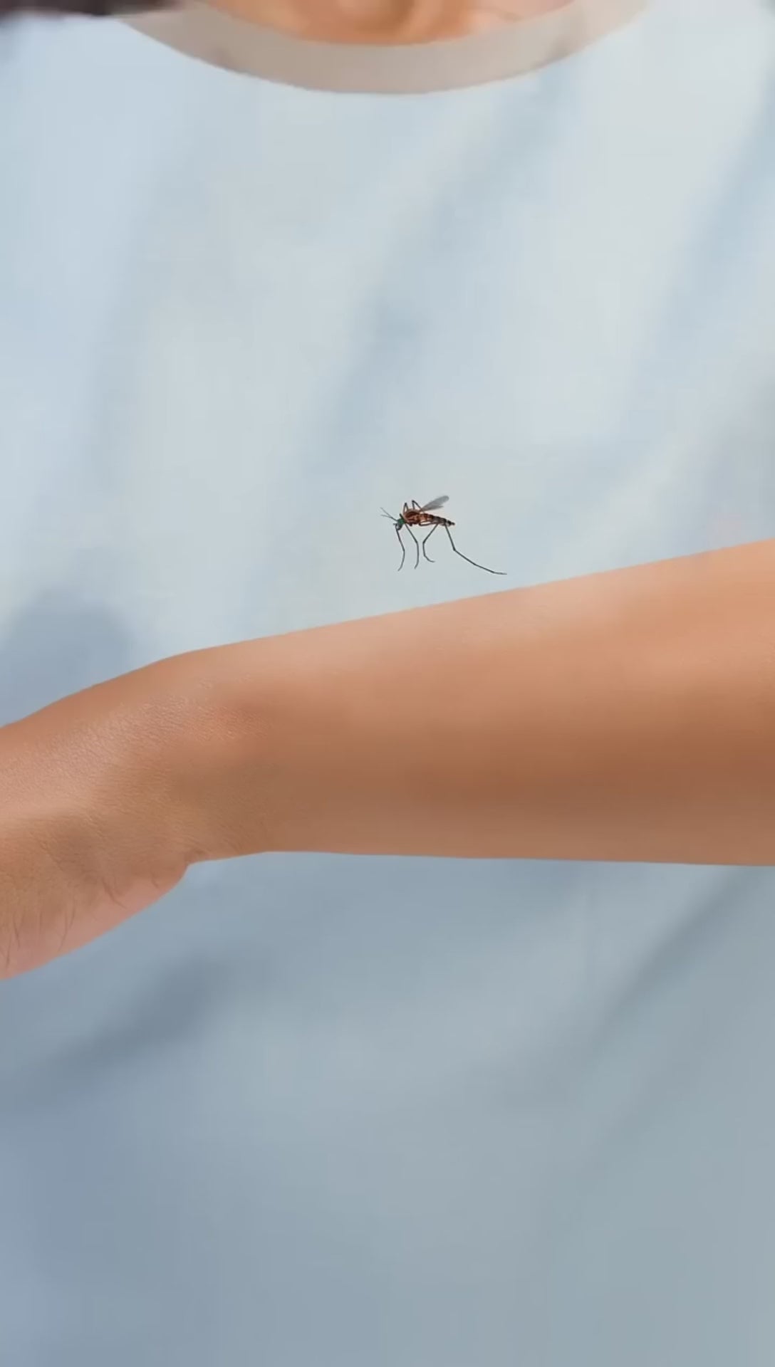Ampolleta Mata Mosquitos UV X2